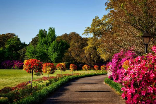 what flowers are good for landscaping?