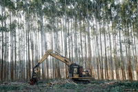 bamboo removal with a mini excavator